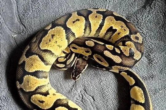 Python regius