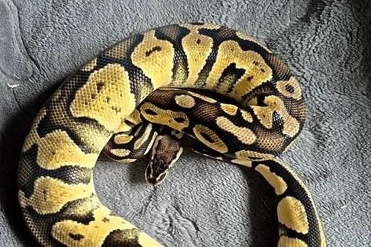 Python regius, Świętokrzyskie, Starachowice