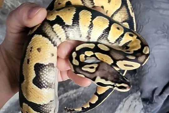 Python regius, Świętokrzyskie, Starachowice