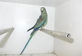 Papugi świergotki, Nowy Tomyśl