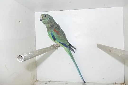 Papugi świergotki, Nowy Tomyśl