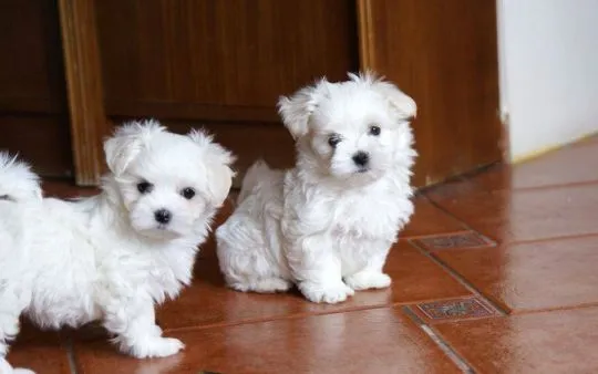 Maltańczyki do adopcji Urocze, białe maltańczyki do adopcji e-mail: {{monikabroza829@gmail.com}}
