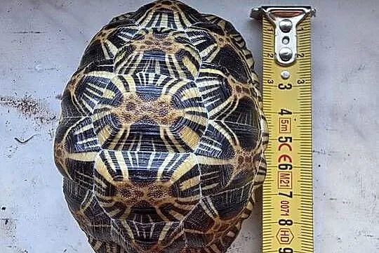 Żółw promienisty Astrochelys radiata