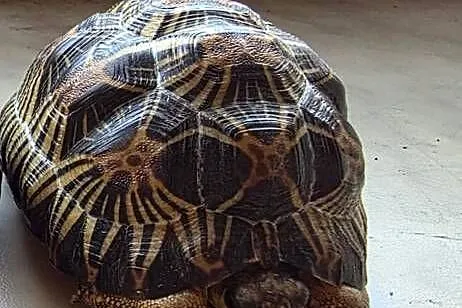 Żółw promienisty Astrochelys radiata, Śląskie, Bielsko-Biała