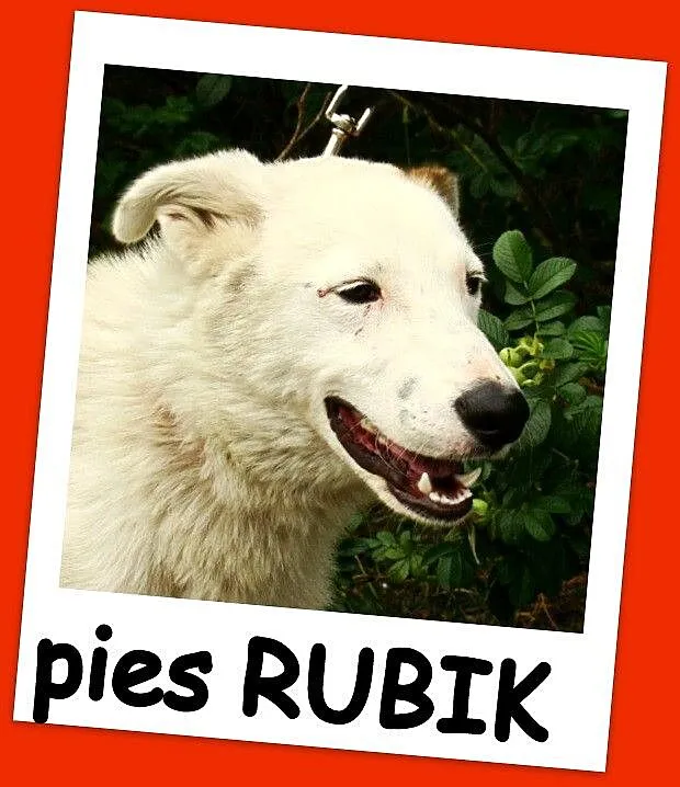 Młody,11 m-cy,radosny ,przyjacielski,zabawowy psia