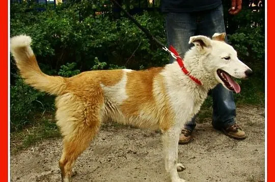 Młody,11 m-cy,radosny ,przyjacielski,zabawowy psia