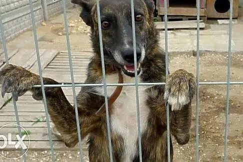 Arizona vel Sara błaga o domek w którym będzie koc