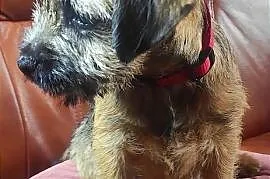 Border terrier suka FCI . Zagraniczne krycie