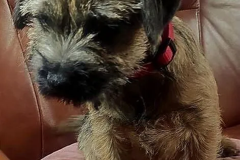 Border terrier suka FCI . Zagraniczne krycie, Łódzkie, Czyżemin