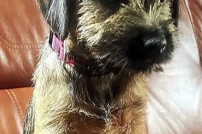 Border terrier suka FCI . Zagraniczne krycie, Łódzkie, Czyżemin