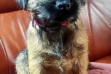 Border terrier suka FCI . Zagraniczne krycie, Łódzkie, Czyżemin