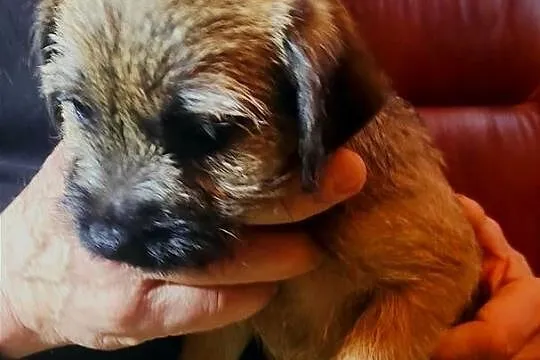 Border terrier suka FCI . Zagraniczne krycie, Łódzkie, Czyżemin