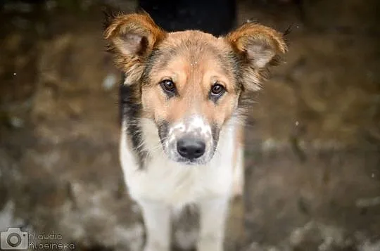 Młodziutka Lessi, bezkonfliktowa, grzeczna piękność do adopcji