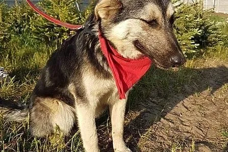 Wesoły, energiczny, kocha dzieci i zabawę - Mentos