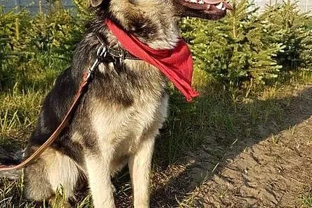 Wesoły, energiczny, kocha dzieci i zabawę - Mentos