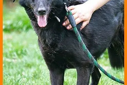 Łagodna, śliczna, wrażliwa sunia prosi o domek! ,  lubuskie Zielona Góra