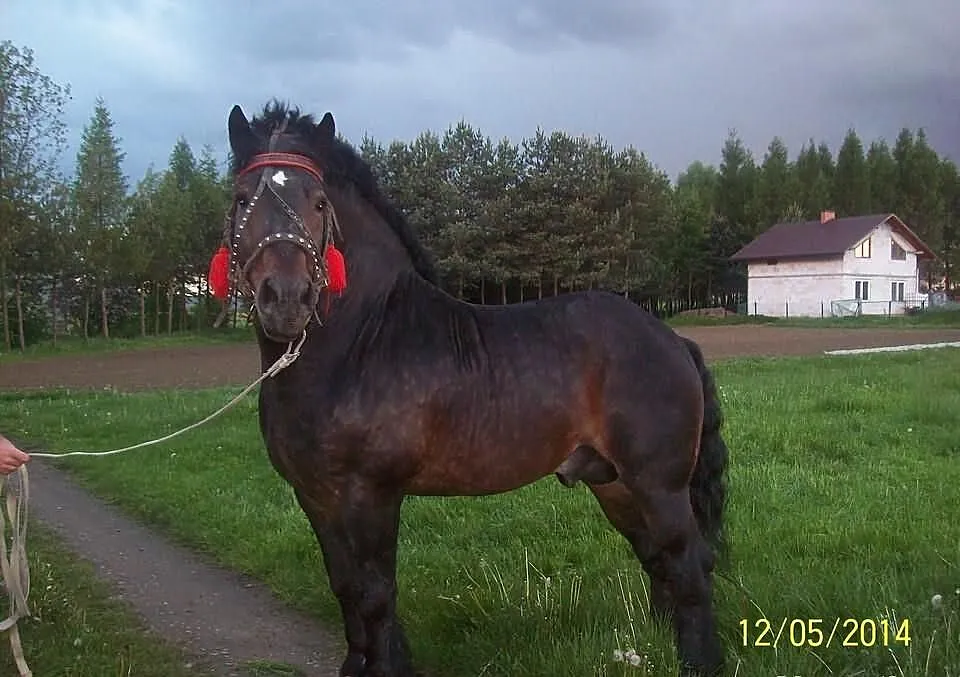 Stanówka ogierem zimnokrwistym