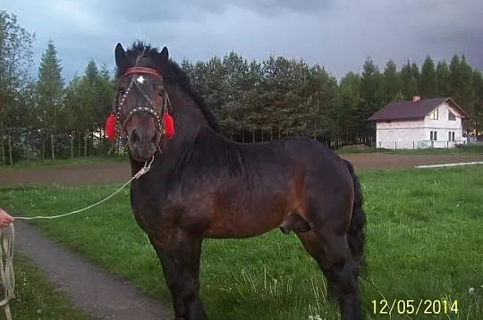 Stanówka ogierem zimnokrwistym