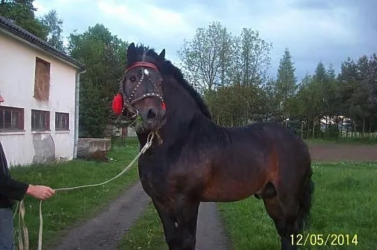 Stanówka ogierem zimnokrwistym
