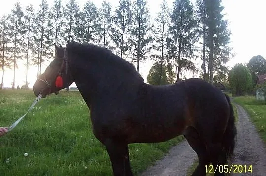 Stanówka ogierem zimnokrwistym