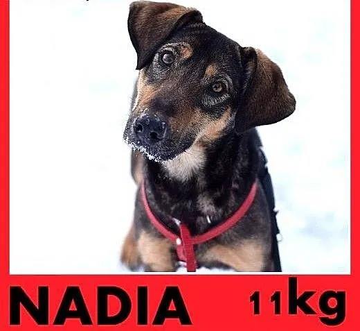 NADIA,11kg,jamnik mix,łagodna,wesoła suczka na kró