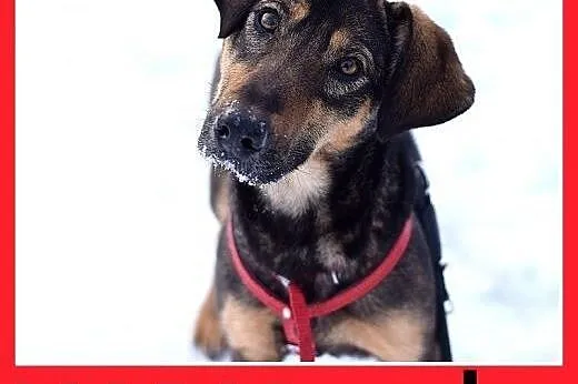 NADIA,11kg,jamnik mix,łagodna,wesoła suczka na kró