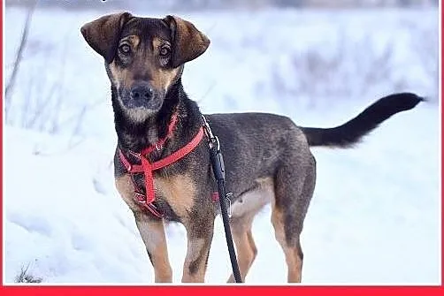 NADIA,11kg,jamnik mix,łagodna,wesoła suczka na kró