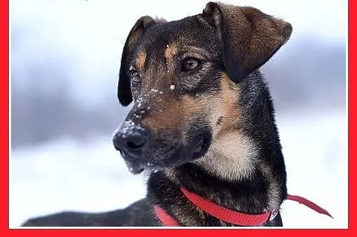 NADIA,11kg,jamnik mix,łagodna,wesoła suczka na kró