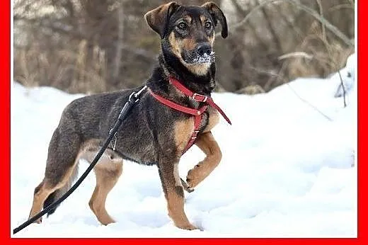 NADIA,11kg,jamnik mix,łagodna,wesoła suczka na kró