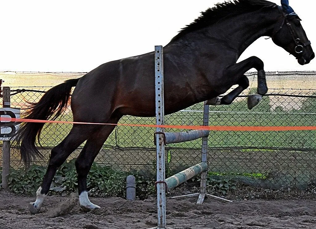 Piękny ogier / stallion rasa wielkopolska, , Obrzycko