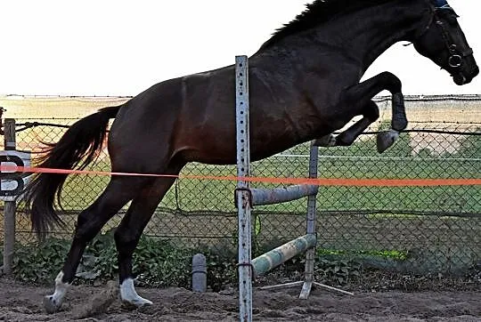 Piękny ogier / stallion rasa wielkopolska, , Obrzycko