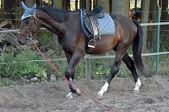 Piękny ogier / stallion rasa wielkopolska, , Obrzycko