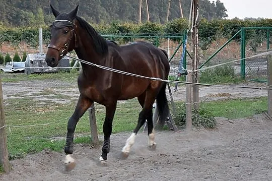 Piękny ogier / stallion rasa wielkopolska, , Obrzycko