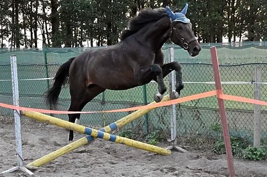 Piękny ogier / stallion rasa wielkopolska, , Obrzycko