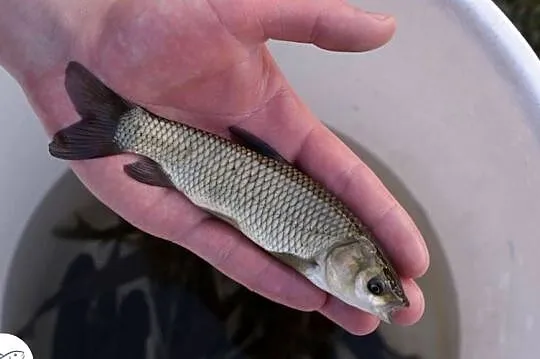 Narybek amura, Lubelskie, Biała Podlaska