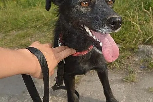 Piękna młoda sunia marzy o kochający domku na całe