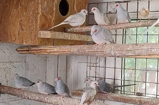 Gołąbki diamentowe, Śląskie, Blachownia