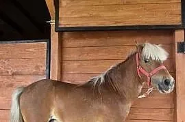 Kucyk ogierek 6 lat