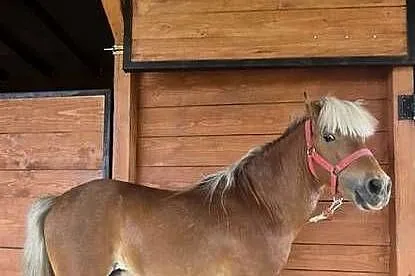 Kucyk ogierek 6 lat, Małopolskie, Zalasowa