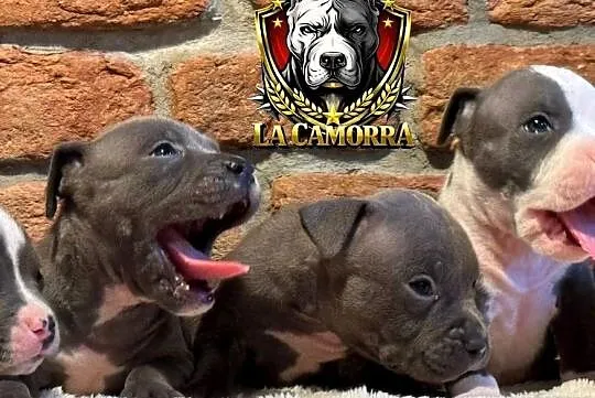 American Staffordshire Terrier Blue Amstaff