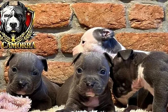 American Staffordshire Terrier Blue Amstaff, Opolskie, Paczków