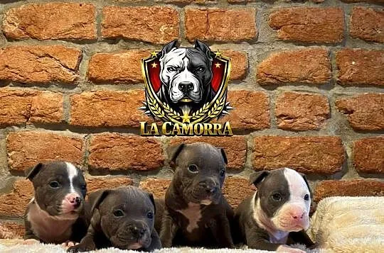 American Staffordshire Terrier Blue Amstaff, Opolskie, Paczków