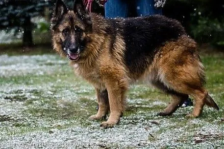 Elektra, cudownie uśmiechnięta babunia, OWCZAREK d