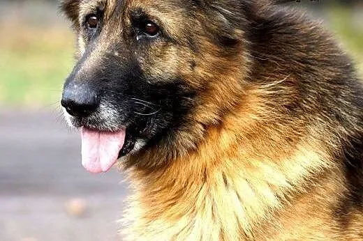 Elektra, cudownie uśmiechnięta babunia, OWCZAREK d