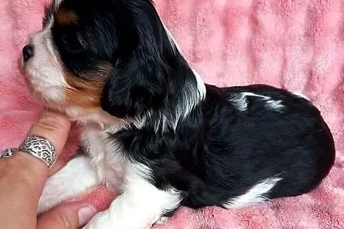 Cavalier King Charles Spaniel