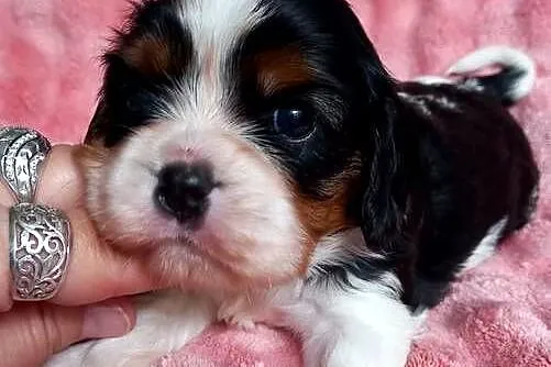 Cavalier King Charles Spaniel, Opolskie, Strzelce Opolskie