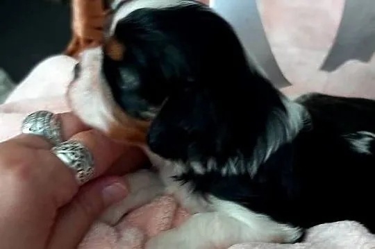 Cavalier King Charles Spaniel, Opolskie, Strzelce Opolskie