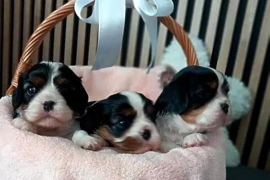 Cavalier King Charles Spaniel, Opolskie, Strzelce Opolskie