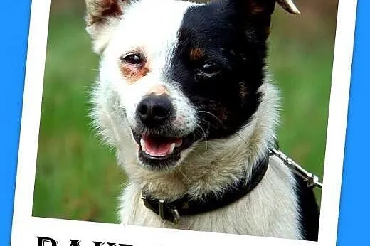 4 kg,młoda,łagodna,tulaśna,grzczna suczka PANDA.Adopcja,  małopolskie Kraków
