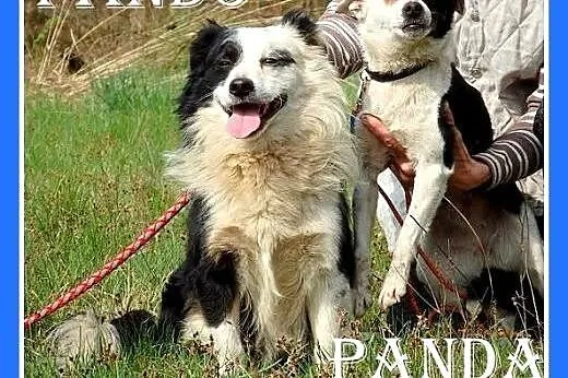 4 kg,młoda,łagodna,tulaśna,grzczna suczka PANDA.Ad